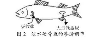 黄河每天将鱼冲入大海，淡水鱼在海中无法存活，鱼儿们去哪儿了？